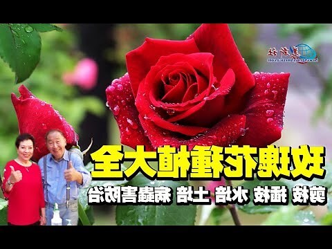 種植玫瑰花