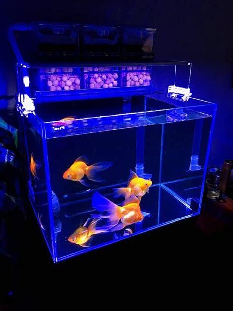 魚缸過濾順序