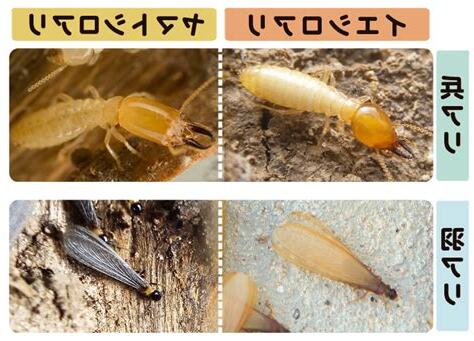 家白蟻