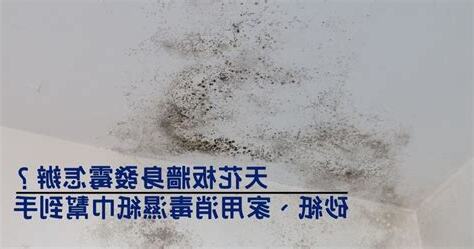 天花板黴菌