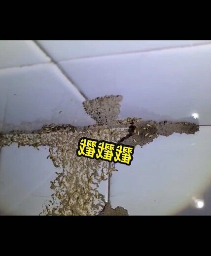 廁所有蟻