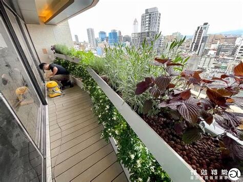 面北陽台植物