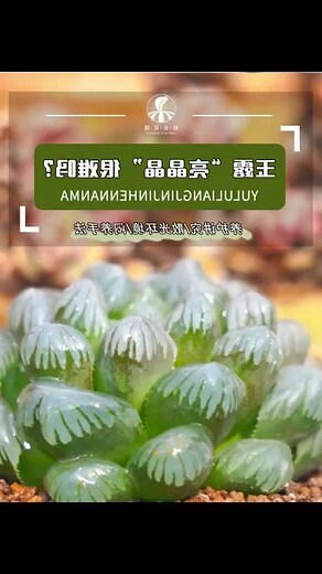 玉露養護
