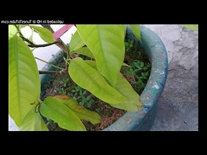 玉蘭花葉子痛風