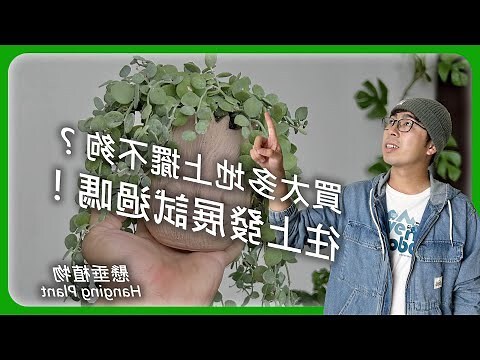 吊掛植栽