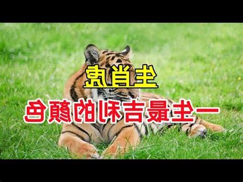 屬虎幸運色2023