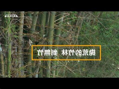 竹子擋煞
