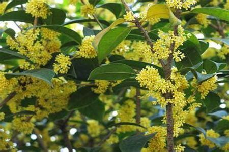 桂花樹風水