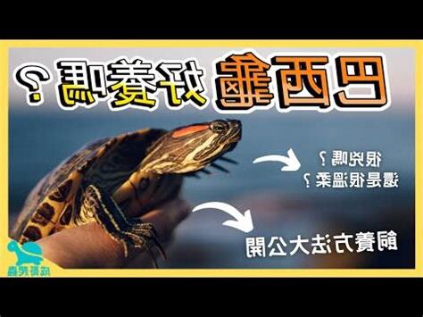養巴西龜注意事項