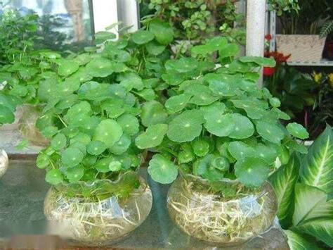 什麼植物最好養