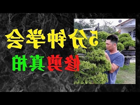柏樹盆栽風水