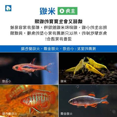 可以混養的魚