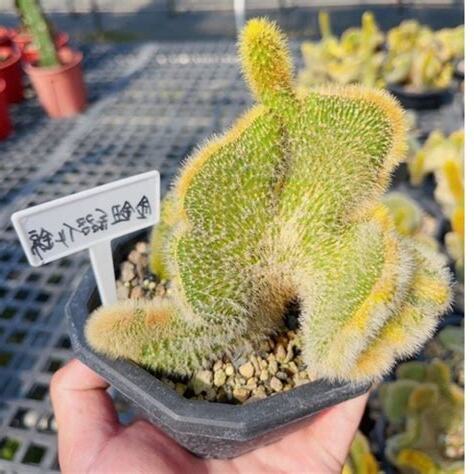 金鈕綴化