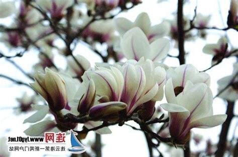 玉蘭花壽命