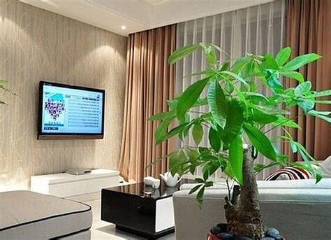 客廳盆栽風水