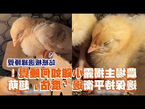雞晚上看不到