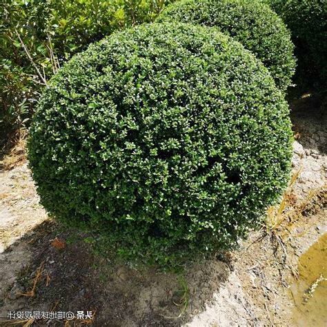 球莖植物有哪些