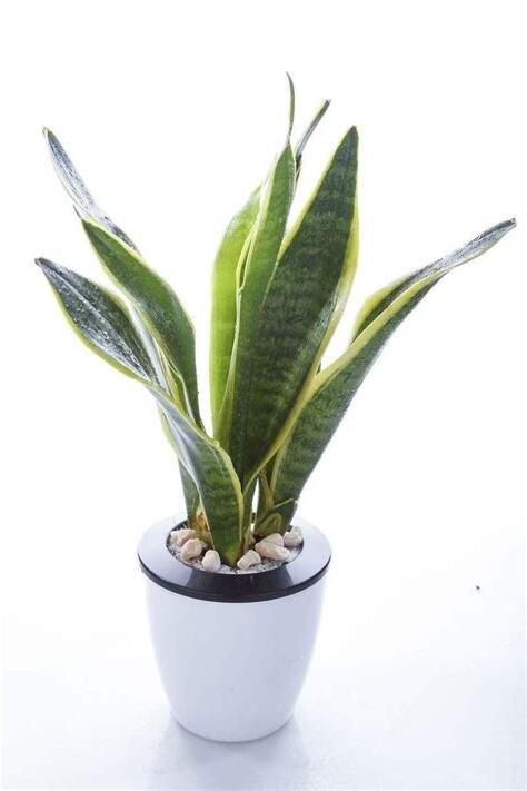 虎尾兰可以放卧室吗