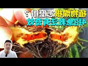 沒有根的樹