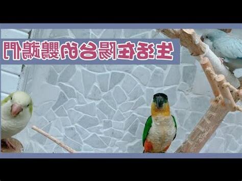 陽台養鳥風水