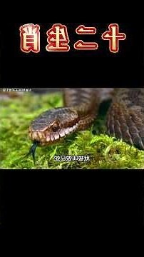 什麼生肖不能養貓