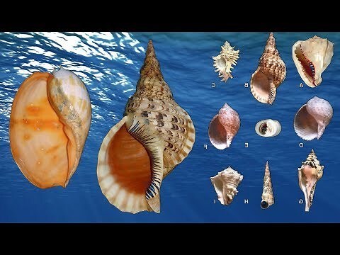 貝殼種類