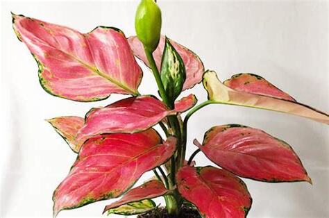 吉利紅開花