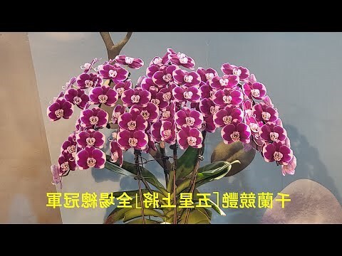 蘭花風水2023