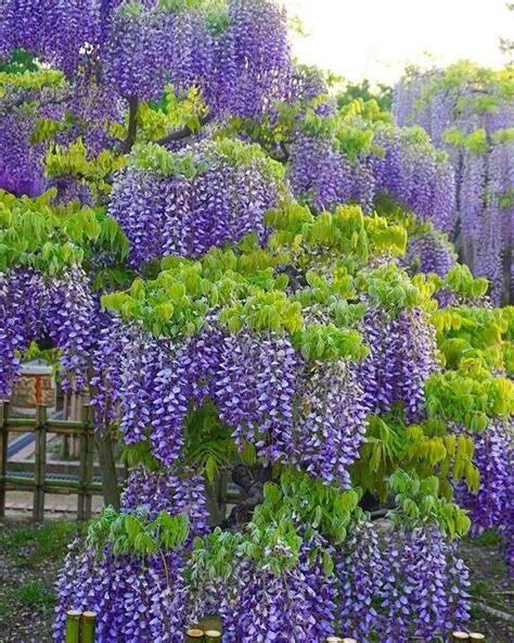 爬藤類的花