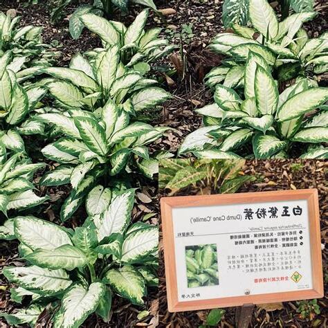 白玉黛粉葉風水