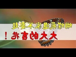 家裡突然出現蝴蝶