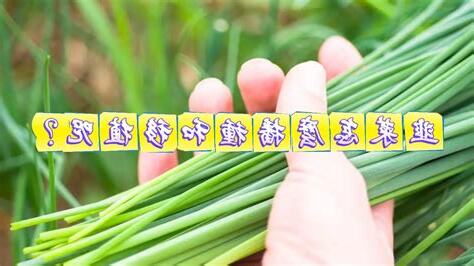 韭菜怎麼種