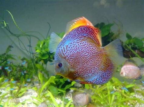 七彩神仙魚