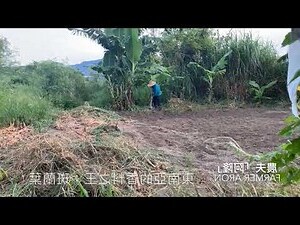 七葉蘭風水