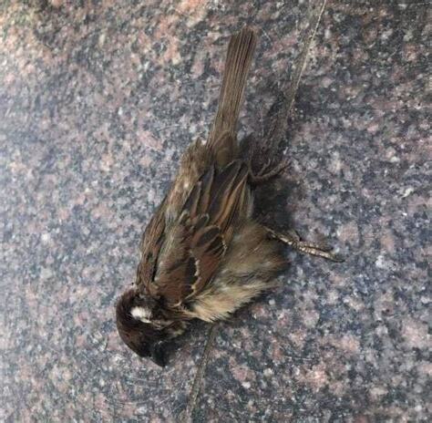 鳥死掉
