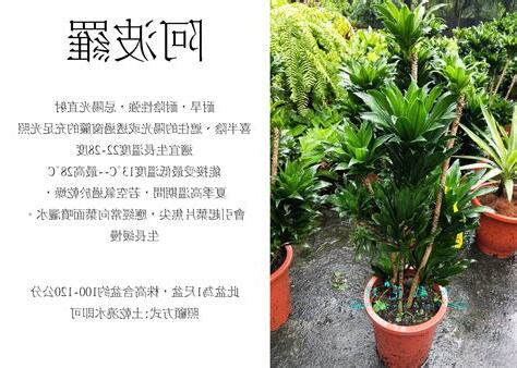 阿波羅千年木風水