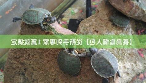 養烏龜