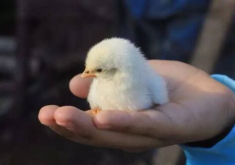 鳥快死了怎麼辦