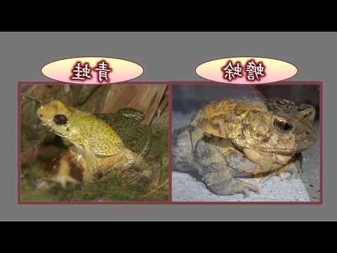 蟾蜍象徵