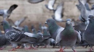鳥死在陽台