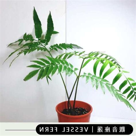 蕨類風水