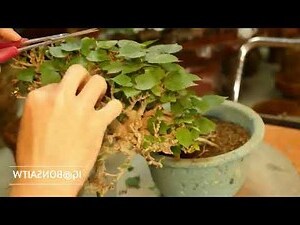 黃槿風水