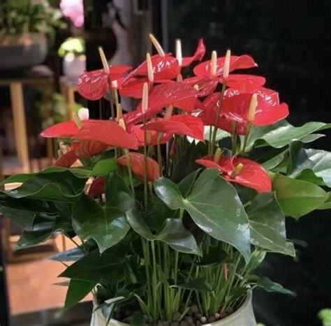 適合陰暗的植物