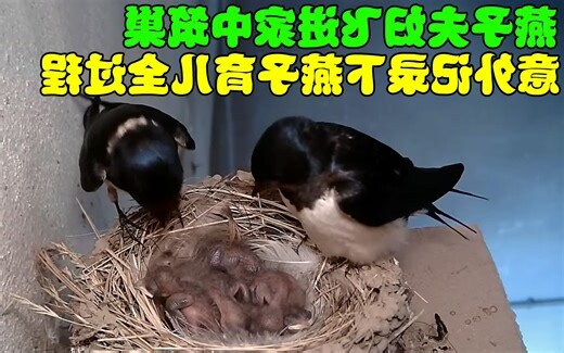 燕子的家