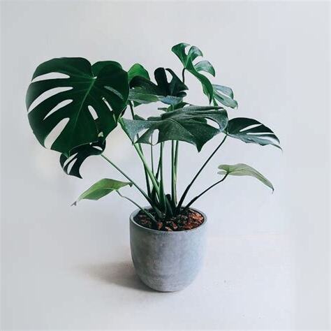 龜背芋風水陽台