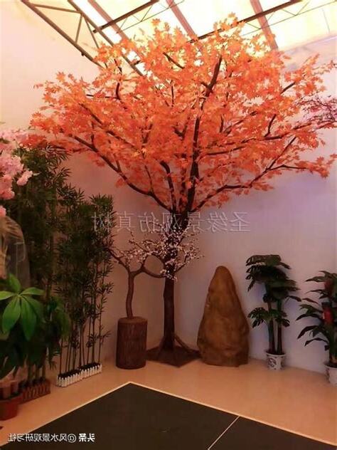 楓樹風水