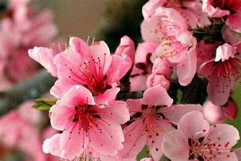 桃花咸池