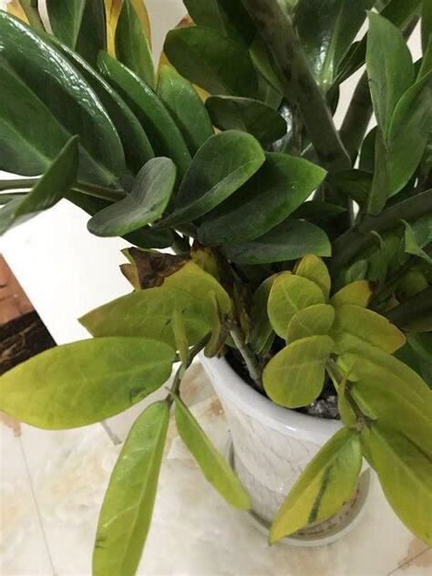 金錢樹黃葉