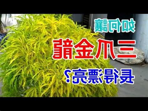 三爪金龍種植