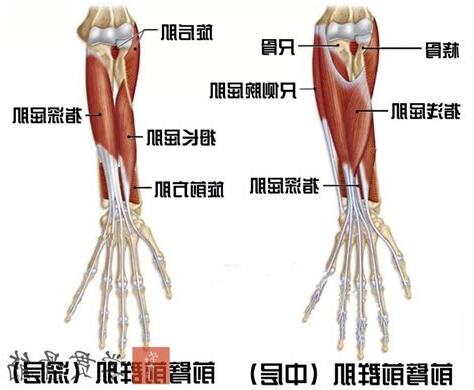 左手前臂